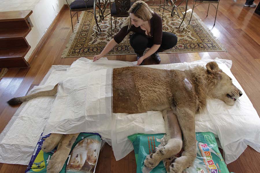 Фотография: Парализованного льва пытаются спасти всем миром №8 - BigPicture.ru