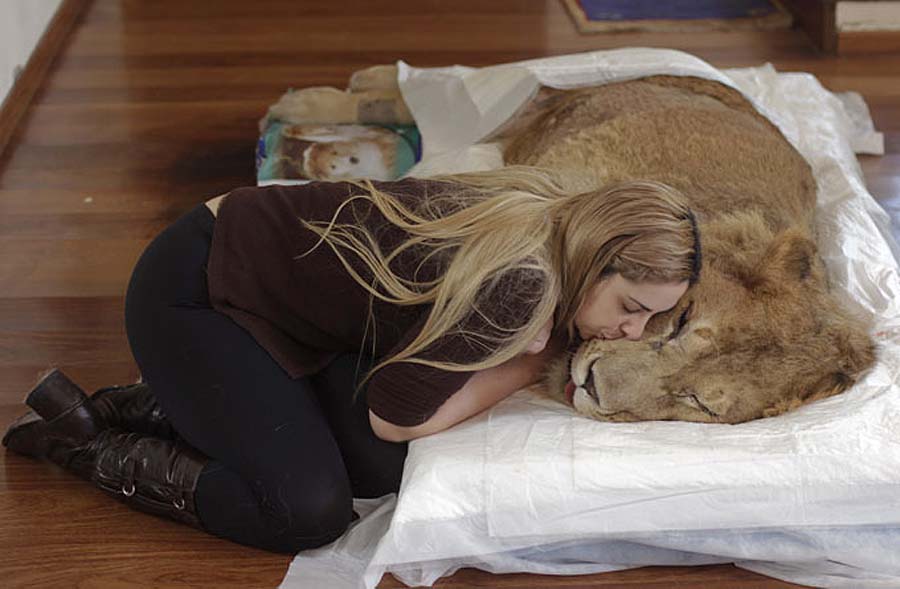 Фотография: Парализованного льва пытаются спасти всем миром №6 - BigPicture.ru