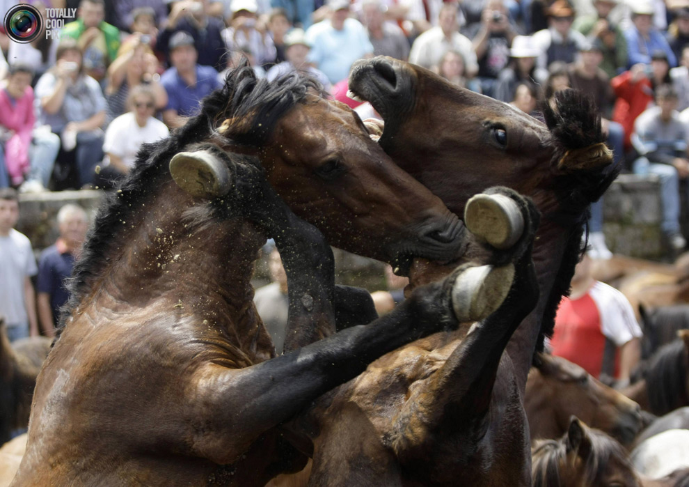 Фотография: Укрощение лошадей: Фестиваль Rapa das Bestas №18 - BigPicture.ru