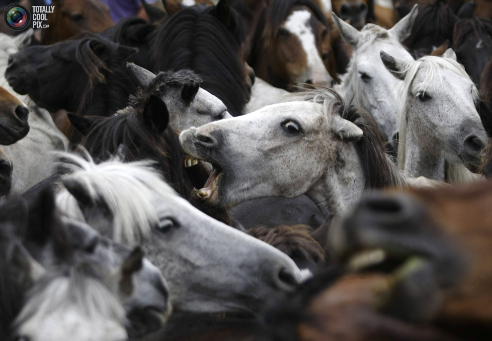 Фотография: Укрощение лошадей: Фестиваль Rapa das Bestas №19 - BigPicture.ru