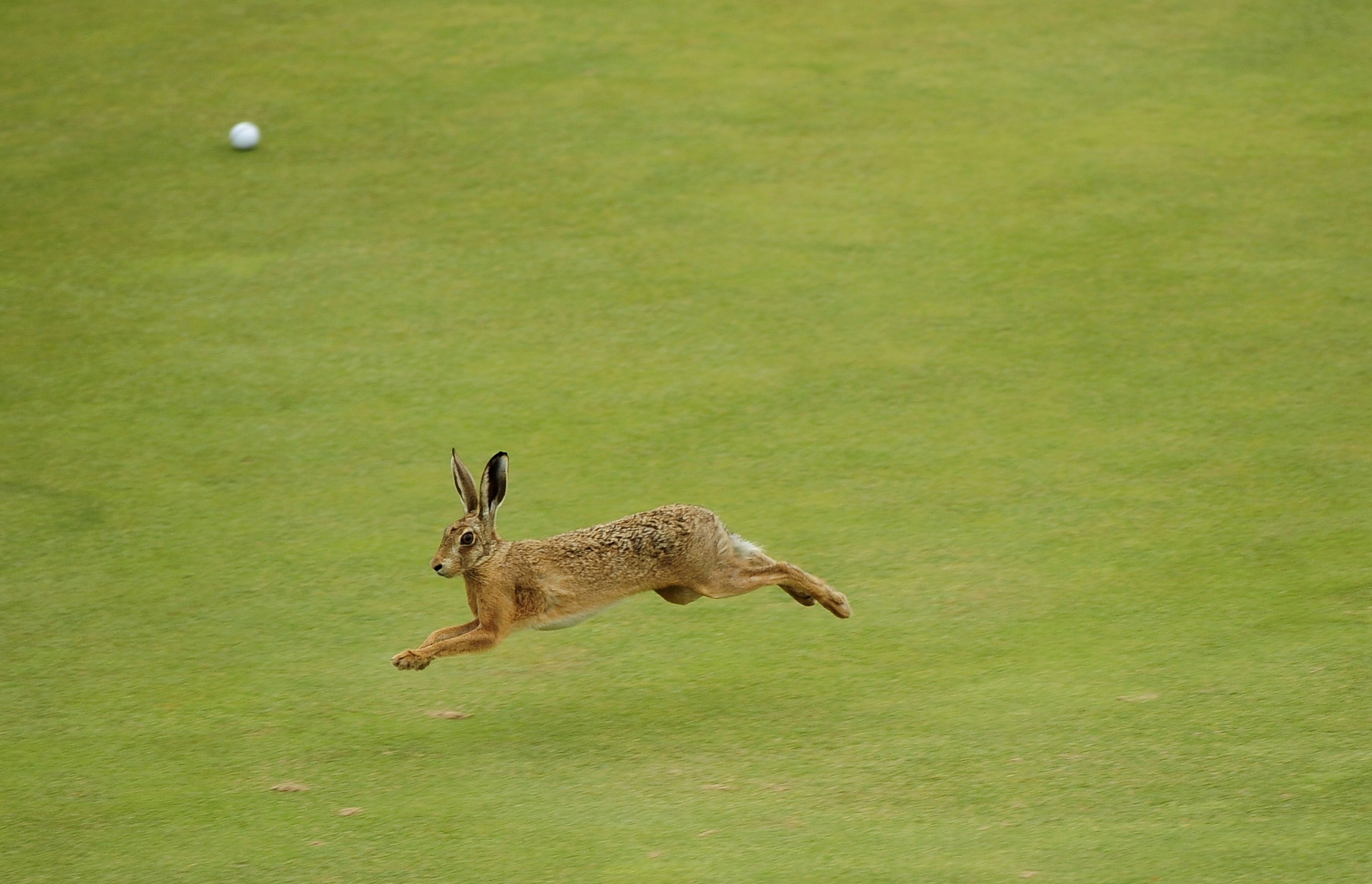 Зайчик убегает. Заяц Русак бежит. Заяц Русак прыгает. Заяц в прыжке. Кролик бежит.