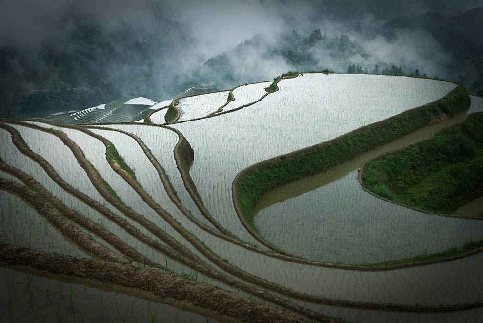Фотография: Рисовые террасы 