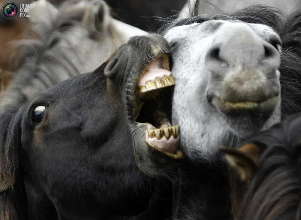 Фотография: Укрощение лошадей: Фестиваль Rapa das Bestas №24 - BigPicture.ru
