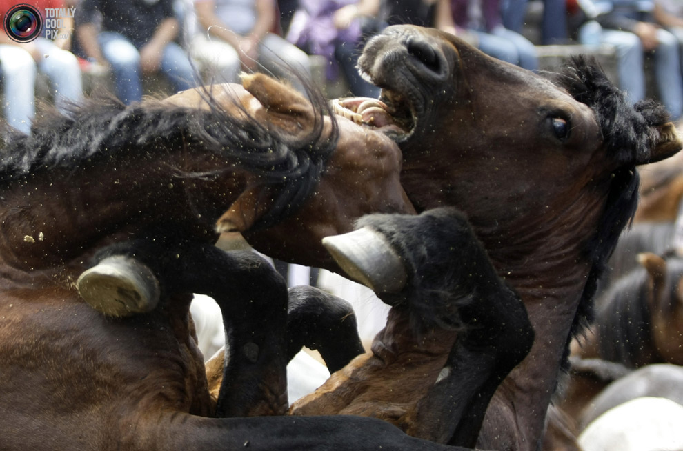 Фотография: Укрощение лошадей: Фестиваль Rapa das Bestas №28 - BigPicture.ru