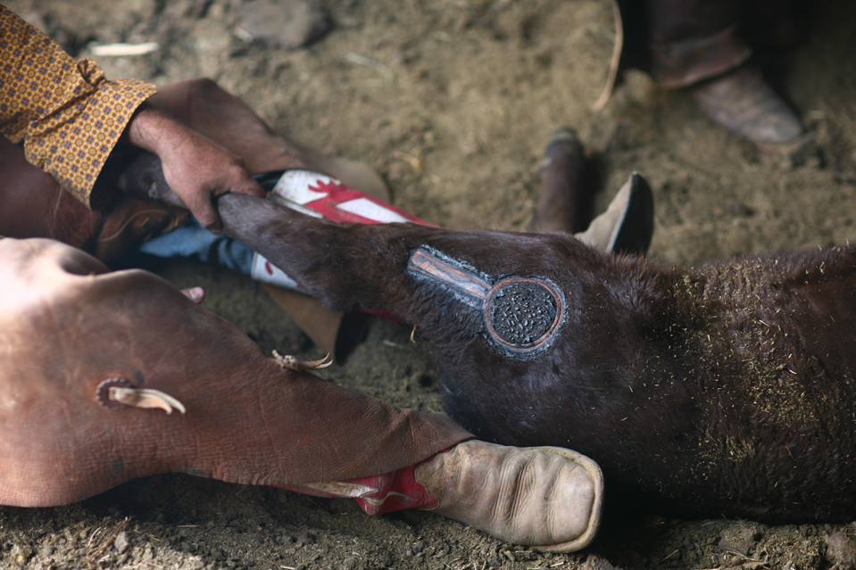 Фотография: Клеймение скота на ранчо 