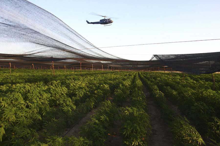 плантация марихуаны мексика
