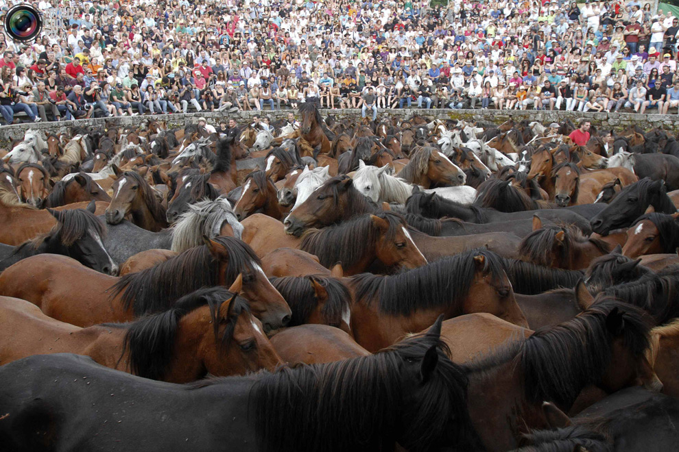 Фотография: Укрощение лошадей: Фестиваль Rapa das Bestas №6 - BigPicture.ru