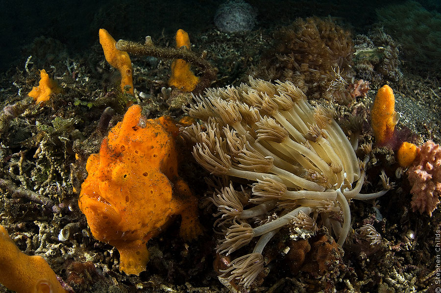 Фотография: Подводный зоопарк удивительных существ в Индонезии №7 - BigPicture.ru