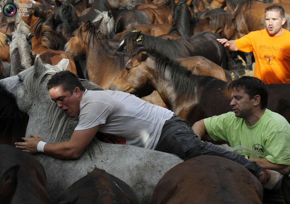 Фотография: Укрощение лошадей: Фестиваль Rapa das Bestas №7 - BigPicture.ru