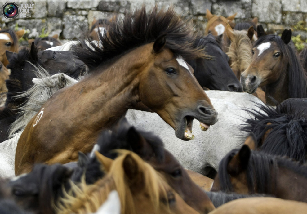 Фотография: Укрощение лошадей: Фестиваль Rapa das Bestas №8 - BigPicture.ru