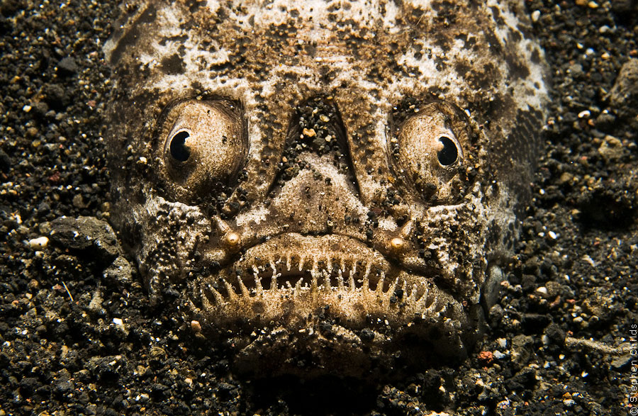 Фотография: Подводный зоопарк удивительных существ в Индонезии №9 - BigPicture.ru