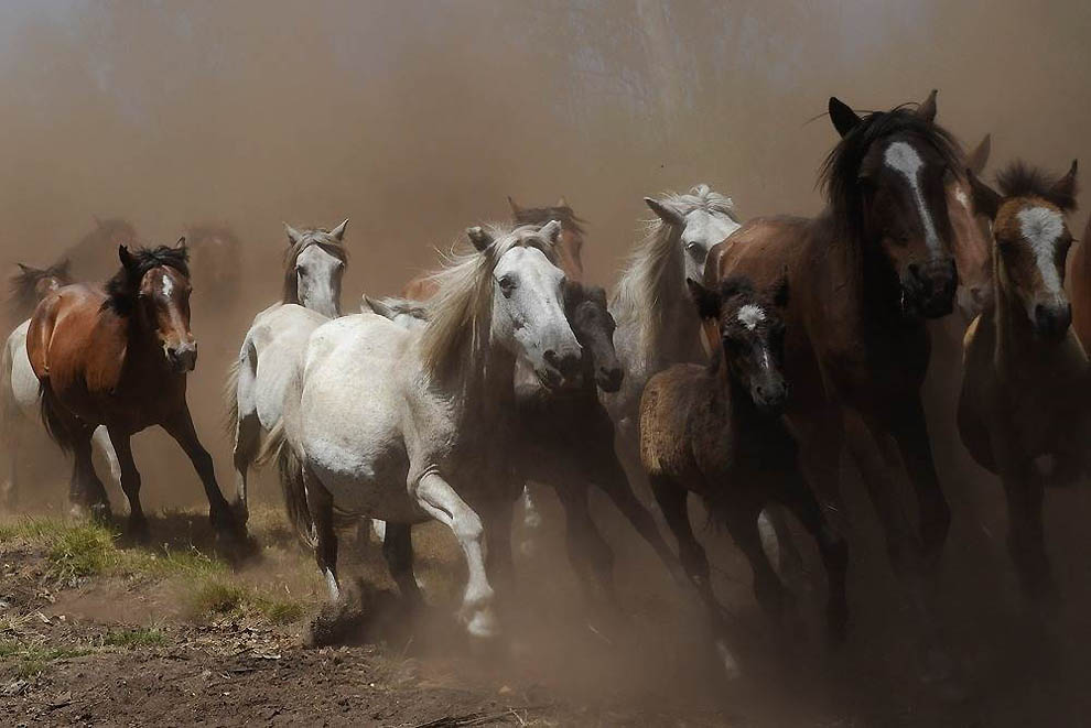 Фотография: Лошадь в шляпе и другие братья наши меньшие №10 - BigPicture.ru