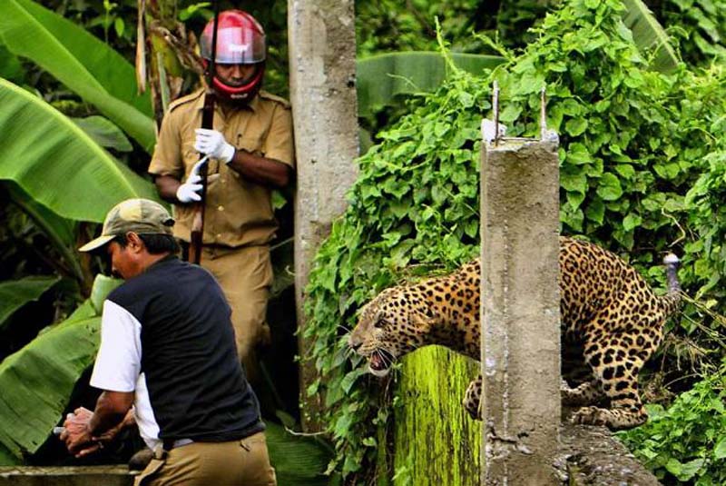Фотография: В Индии дикий леопард покалечил шестерых лесников №4 - BigPicture.ru