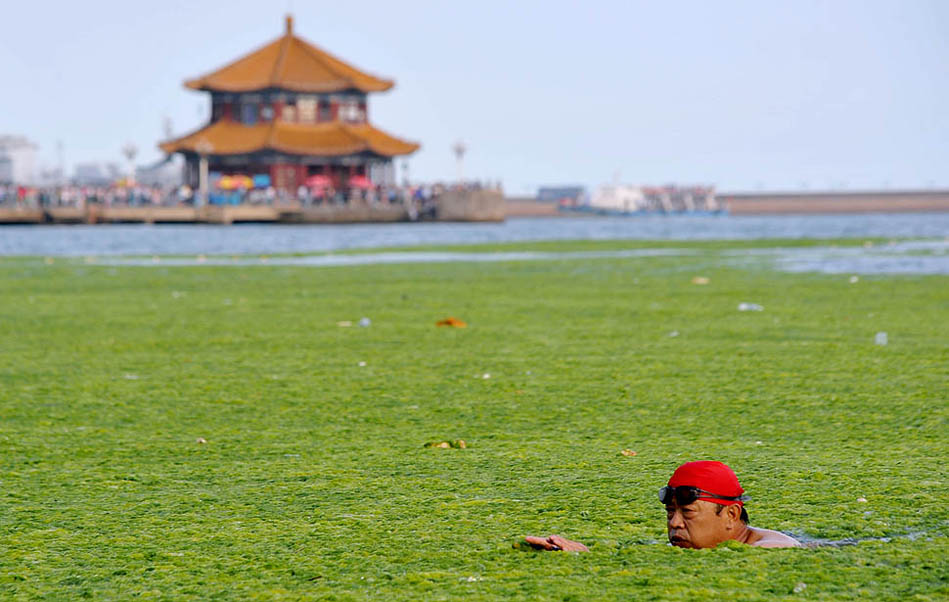 Фотография: Нашествие водорослей на берега Китая №14 - BigPicture.ru