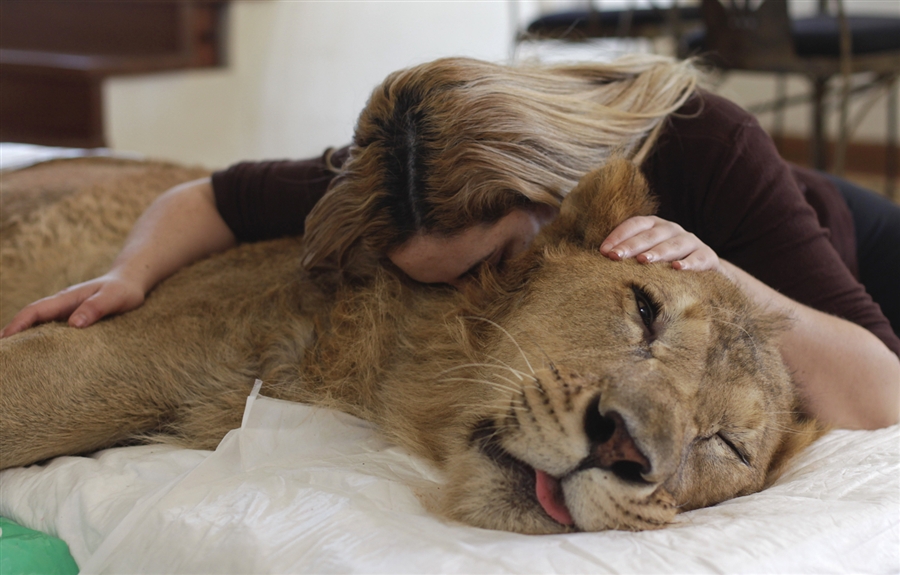 Фотография: Парализованного льва пытаются спасти всем миром №2 - BigPicture.ru