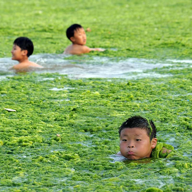 Фотография: Нашествие водорослей на берега Китая №6 - BigPicture.ru