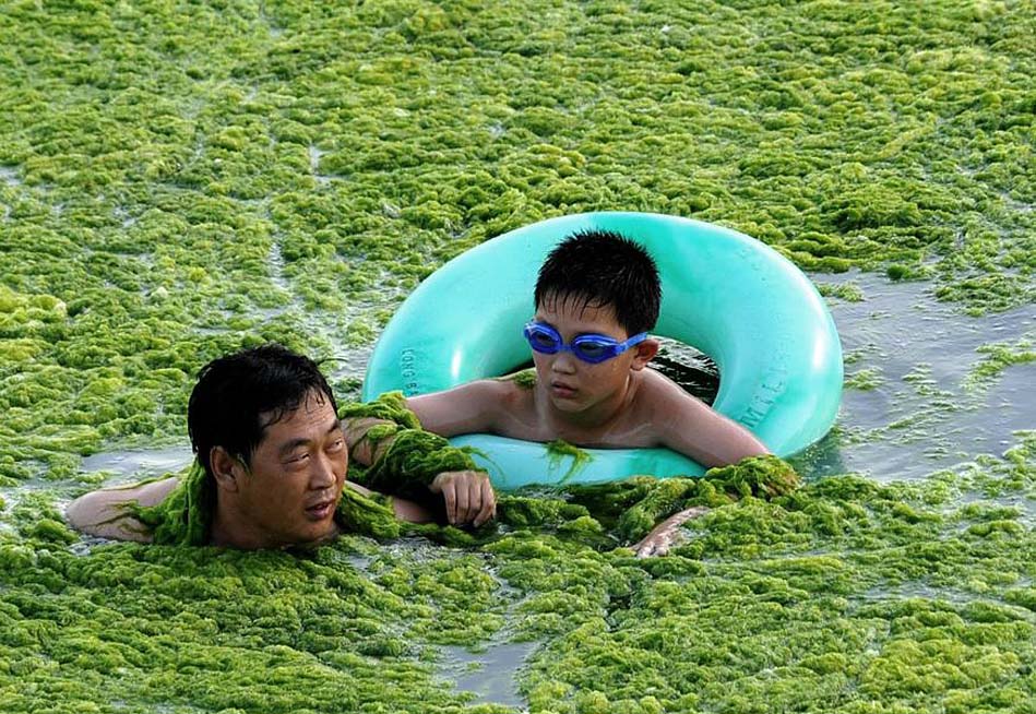 Фотография: Нашествие водорослей на берега Китая №7 - BigPicture.ru