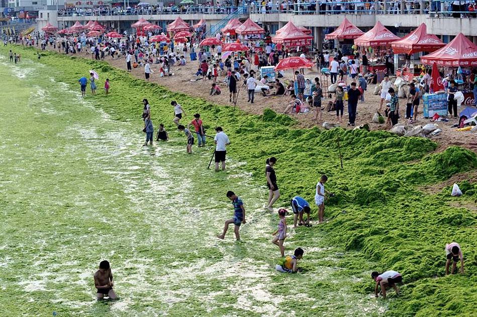 Фотография: Нашествие водорослей на берега Китая №2 - BigPicture.ru