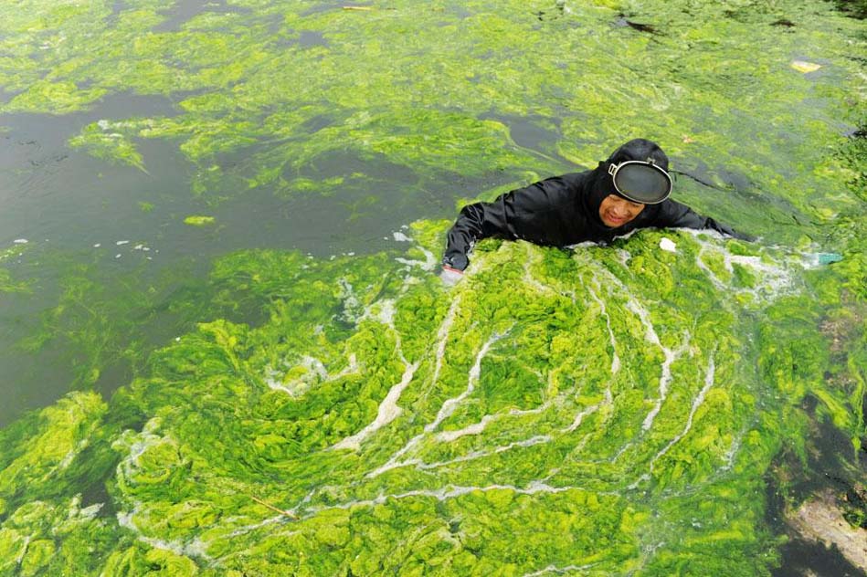 Фотография: Нашествие водорослей на берега Китая №8 - BigPicture.ru