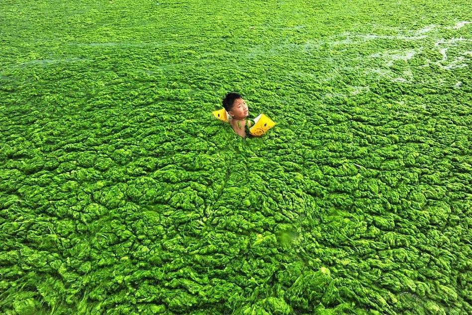 Фотография: Нашествие водорослей на берега Китая №3 - BigPicture.ru