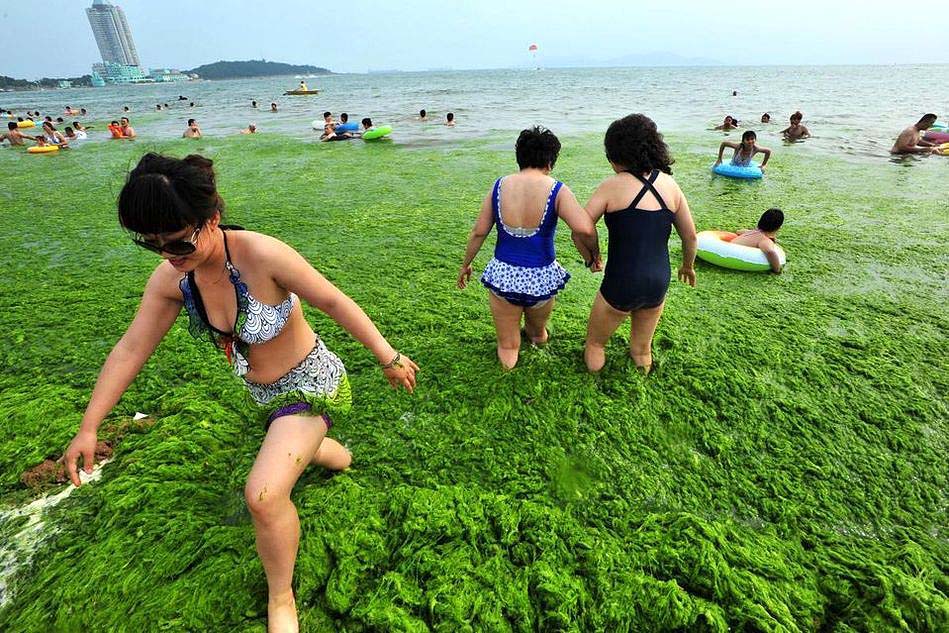 Фотография: Нашествие водорослей на берега Китая №4 - BigPicture.ru