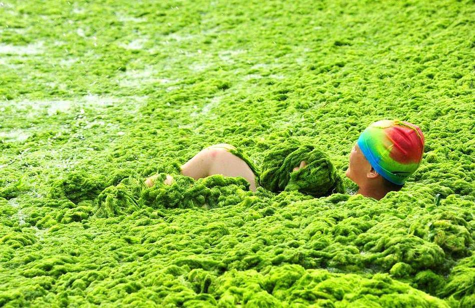 Фотография: Нашествие водорослей на берега Китая №13 - BigPicture.ru