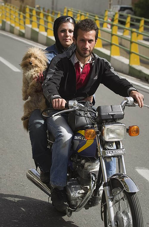 Фотография: Иран против собак №6 - BigPicture.ru