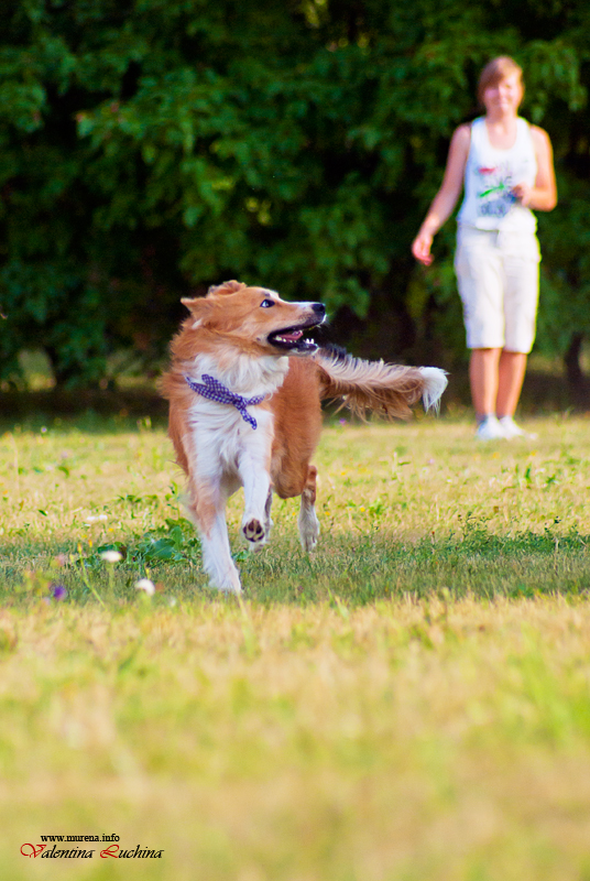 Фотография: Dog Frisbee: Для клуба Disk Hunters №11 - BigPicture.ru