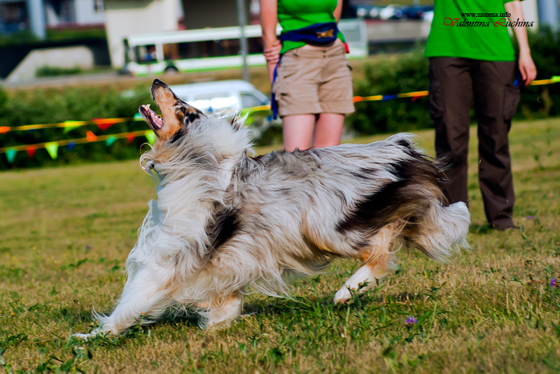 Фотография: Dog Frisbee: Для клуба Disk Hunters №2 - BigPicture.ru