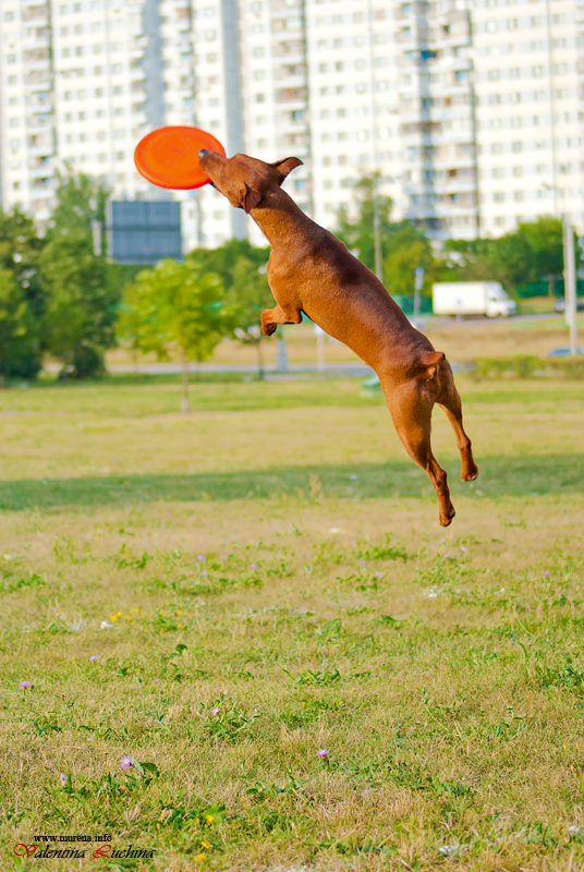 Фотография: Dog Frisbee: Для клуба Disk Hunters №12 - BigPicture.ru