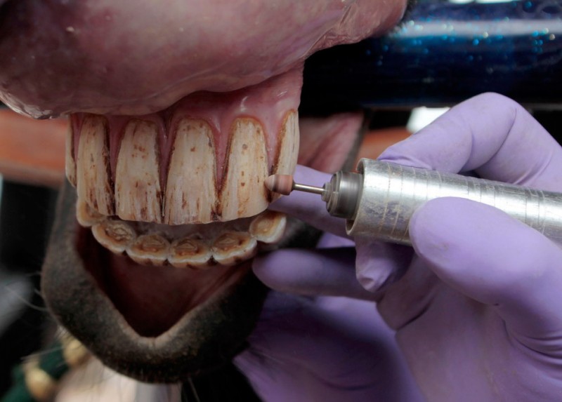Фотография: Лошадиный стоматолог №1 - BigPicture.ru