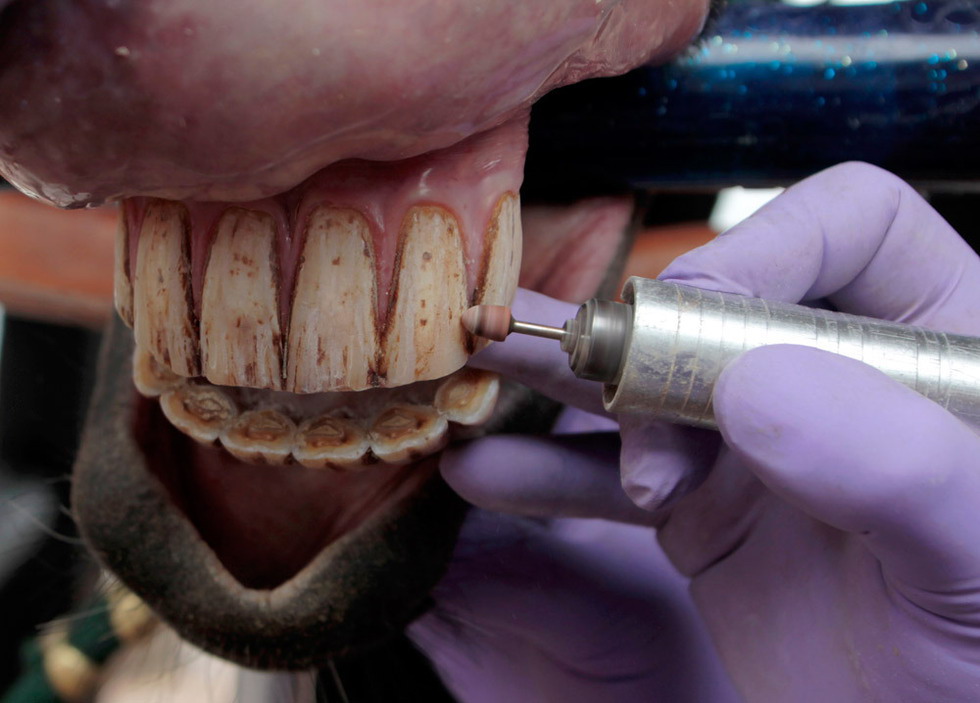 Фотография: Лошадиный стоматолог №2 - BigPicture.ru