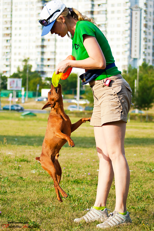 Фотография: Dog Frisbee: Для клуба Disk Hunters №14 - BigPicture.ru