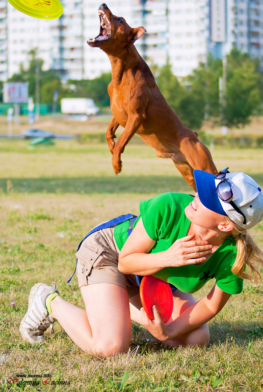 Фотография: Dog Frisbee: Для клуба Disk Hunters №15 - BigPicture.ru