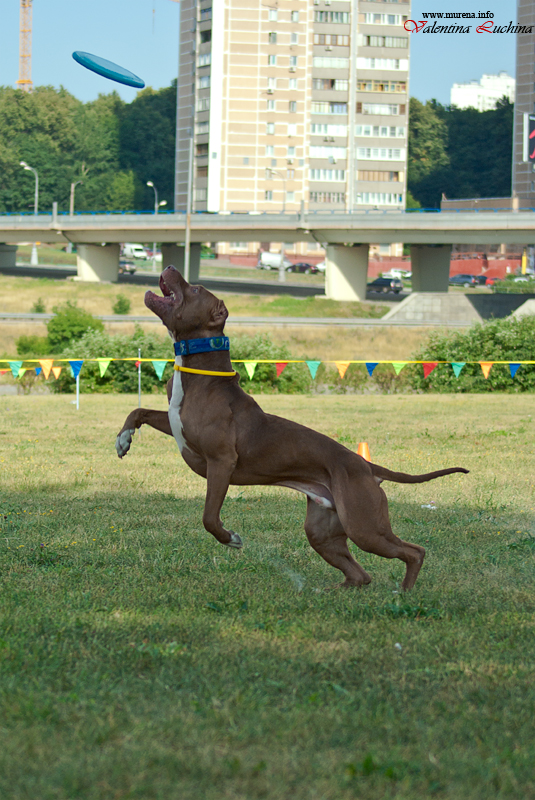 Фотография: Dog Frisbee: Для клуба Disk Hunters №16 - BigPicture.ru