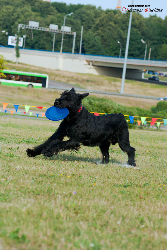 Фотография: Dog Frisbee: Для клуба Disk Hunters №17 - BigPicture.ru
