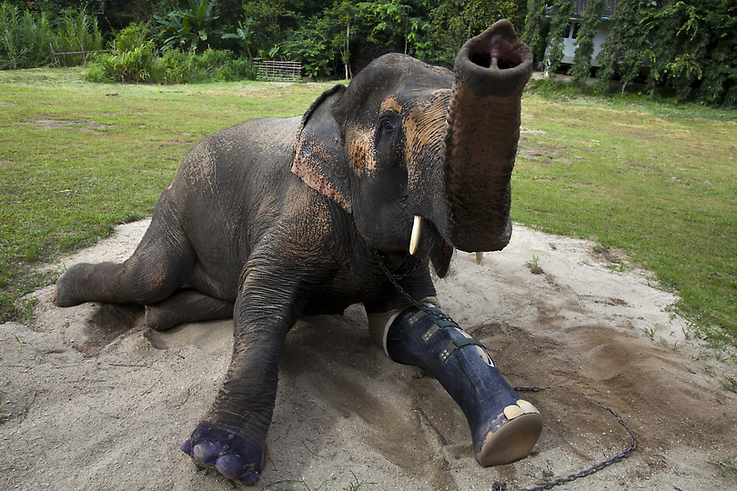Фотография: Новый протез для слонихи Моталы №1 - BigPicture.ru