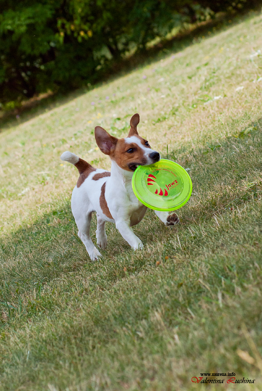 Фотография: Dog Frisbee: Для клуба Disk Hunters №18 - BigPicture.ru