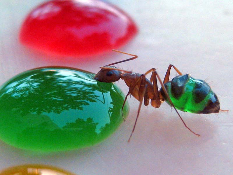 Фотография: Разноцветные муравьи №2 - BigPicture.ru