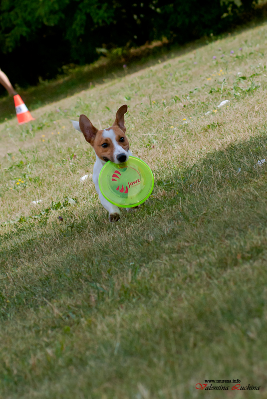 Фотография: Dog Frisbee: Для клуба Disk Hunters №19 - BigPicture.ru