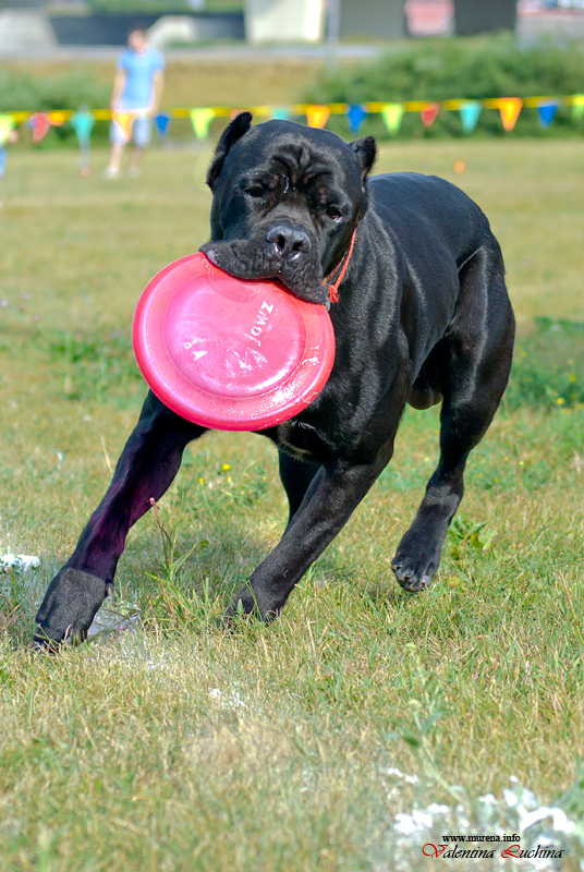 Фотография: Dog Frisbee: Для клуба Disk Hunters №20 - BigPicture.ru