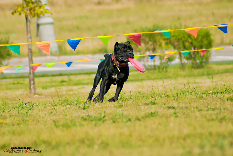 Фотография: Dog Frisbee: Для клуба Disk Hunters №21 - BigPicture.ru