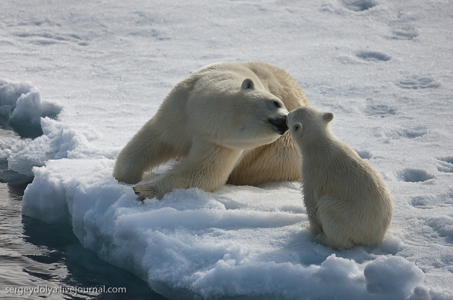 Фотография: Медвежья любовь №3 - BigPicture.ru