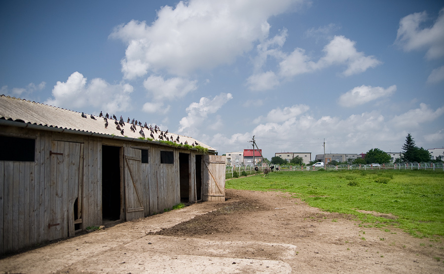 Фотография: Страусиная ферма на Западной Украине №3 - BigPicture.ru