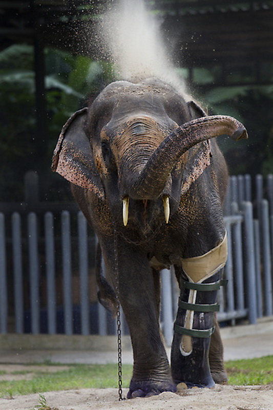 Фотография: Новый протез для слонихи Моталы №2 - BigPicture.ru