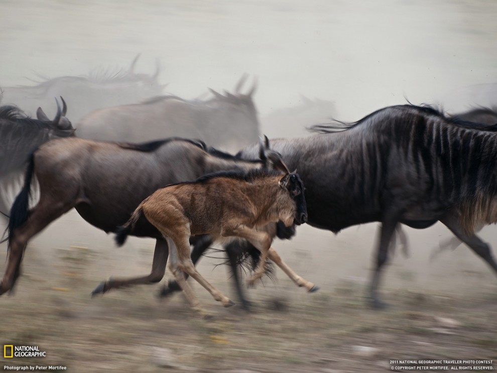 Фотография: Фото National Geographic за июль 2011 №26 - BigPicture.ru