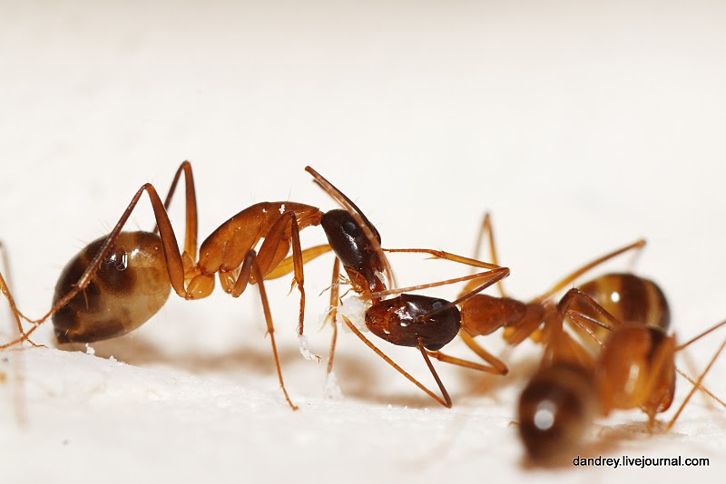 Фотография: Строительство искусственного муравейника №29 - BigPicture.ru