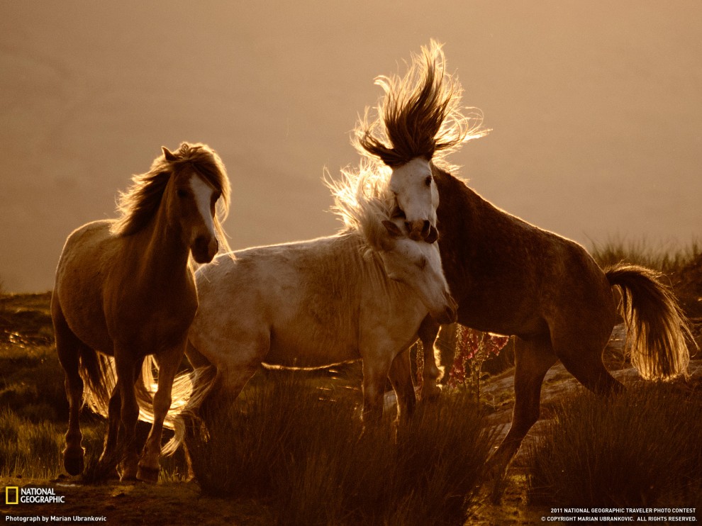 Фотография: Фото National Geographic за июль 2011 №32 - BigPicture.ru