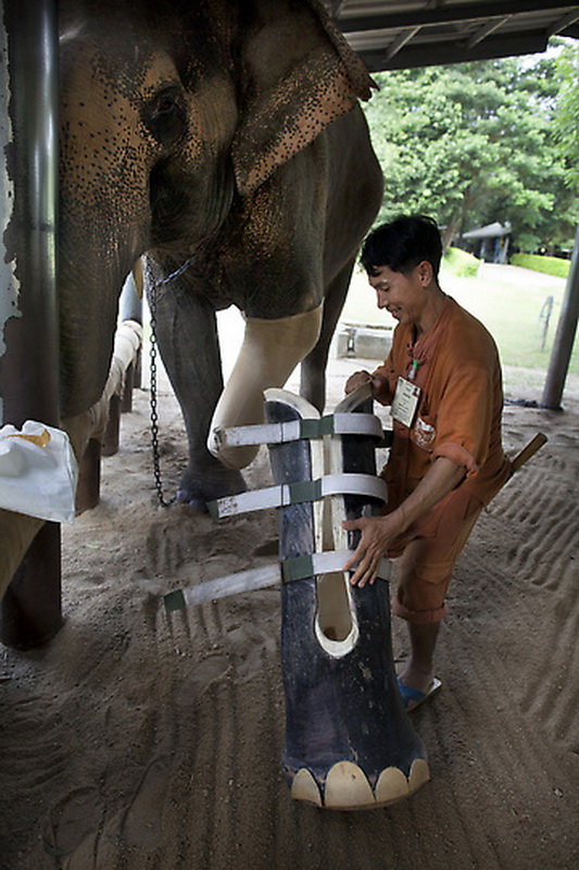 Фотография: Новый протез для слонихи Моталы №4 - BigPicture.ru