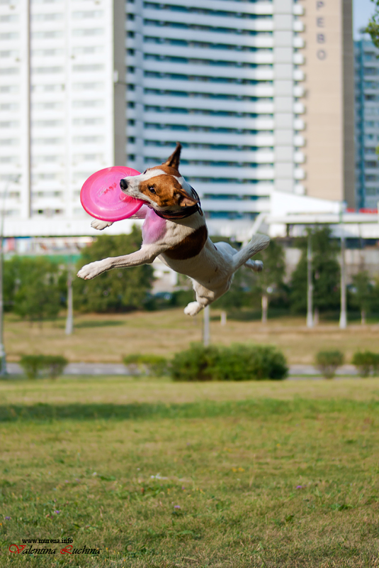 Фотография: Dog Frisbee: Для клуба Disk Hunters №4 - BigPicture.ru